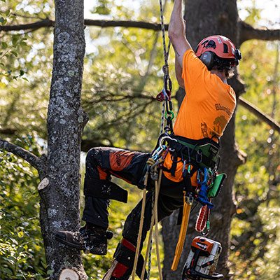 Climbing Tree