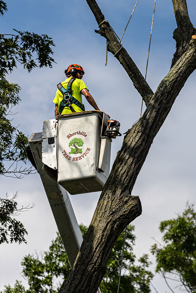 Arborist in crane bucket